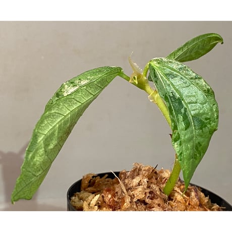Elatostema sp. from Nopphitam [TK260915]