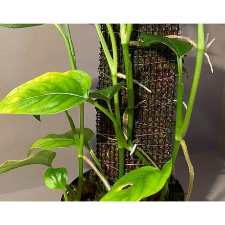Philodendron sp. from Iquitos Peru [tanakay]