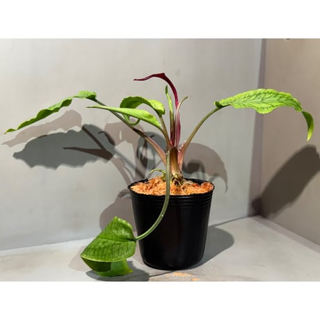 Cryptocoryne joshanii from Basilan island philippines [LA]