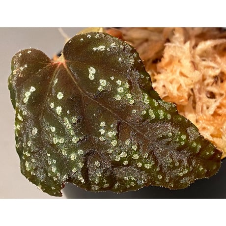 Begonia tenuifolia from Sukasada Bali [S0320-02] 伊藤蟻植物農園