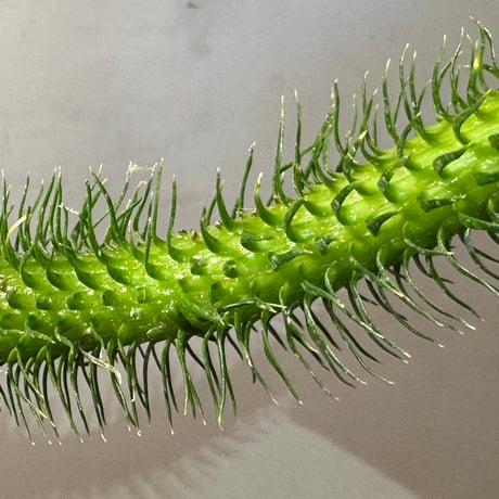 Phlegmariurus squarrosus