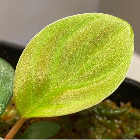 Homalomena sp. from West Kalimantan