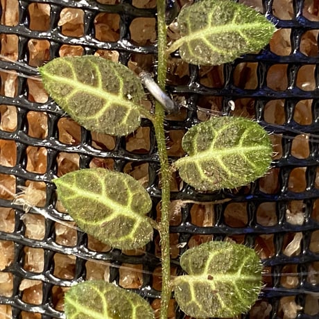 Solanum evolvulifolium