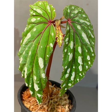 Begonia sp. "Mempawah hulu" Landak Kalimantan barat [TB]