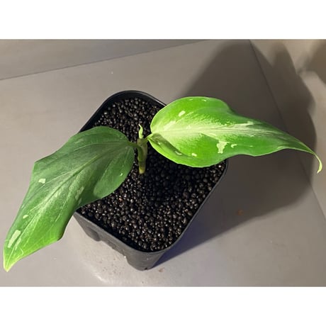 Aglaonema pictum A from Aceh sumatera [LA1115-03i]