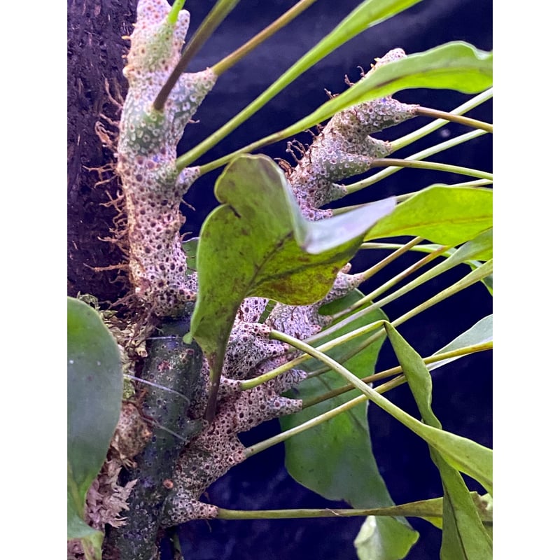 Lecanopteris luzonensis レカノプテリスルゾネンシス 大株 レカノプテリス