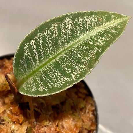 Labisia sp. " Silver Net" BNN from Sibolga timur [AZ1016-2]