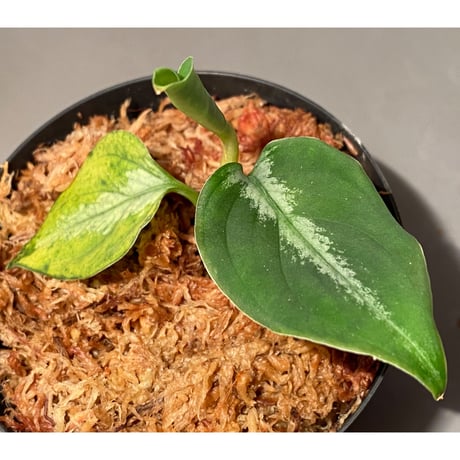 Aglaonema pictum "@ichinbo Special" from Sibolga timur [AZ0215-5] ver2 ①