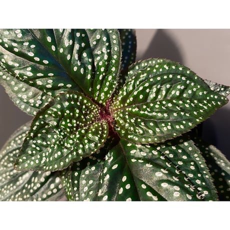 Sonerila sp. wf1 from Phang Nga Thailand [KZT]