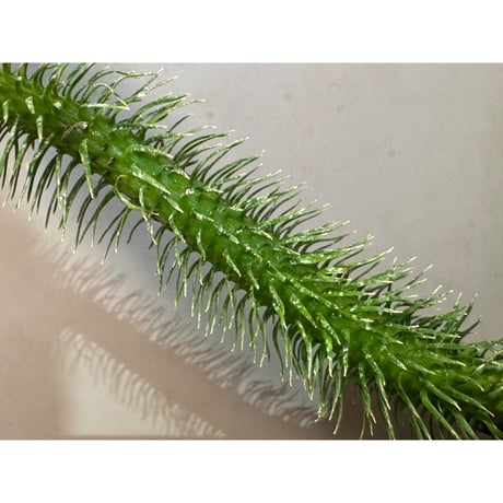 Phlegmariurus squarrosus