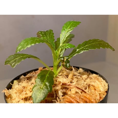 Nautilocalyx pemphidius
