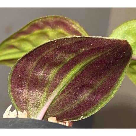 Geogenanthus undatus from Tarapoto Peru [tanakay]