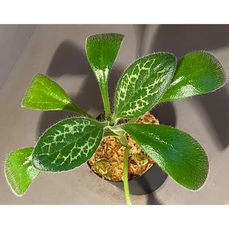 Primulina dryas from South China