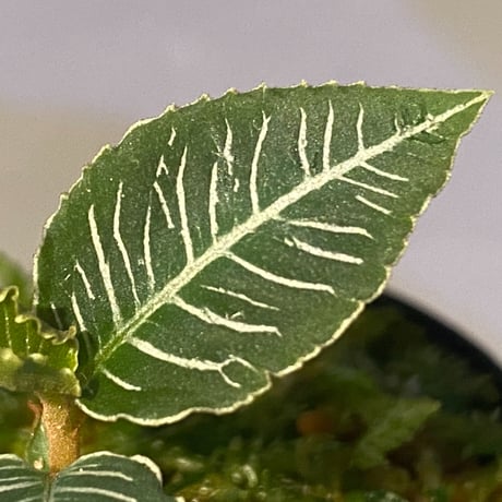 Ardisia sp. from Perlis Malaysia