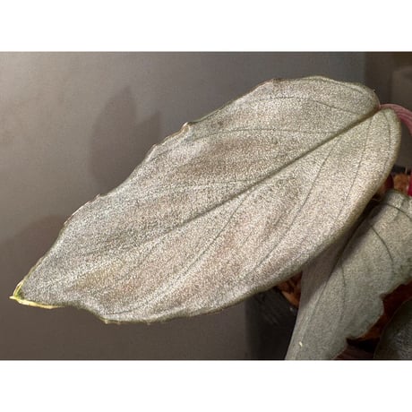 Homalomena sp. "Pink Velvet Long Leaf" from Kepulauan Riau