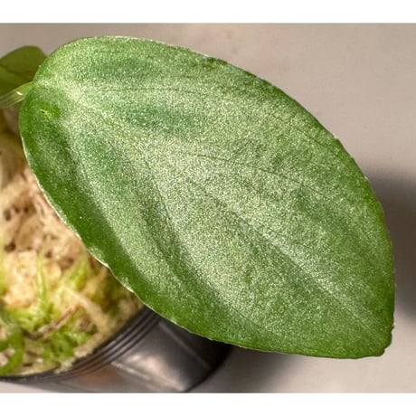 Homalomena sp. "銀A" from Cameron Highland [TK160116]