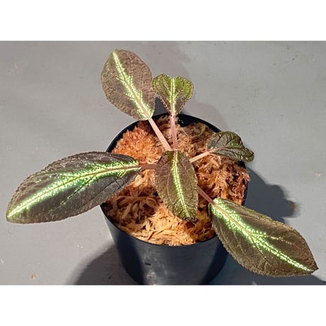 Sonerila sp. from Trat Thailand ②