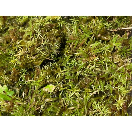 Moss from Ipoh State Malaysia
