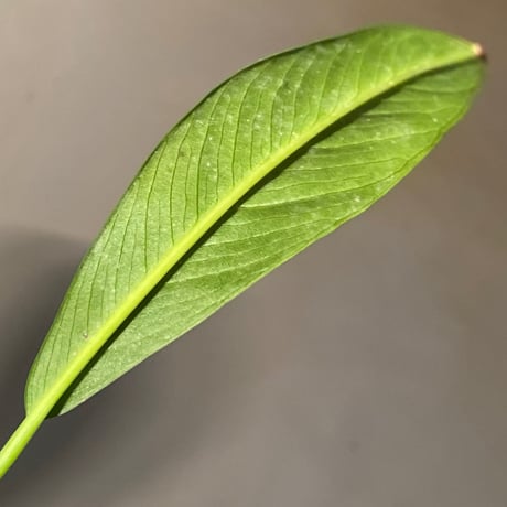 Anubias afzelii Eastern Province Sierra Leone