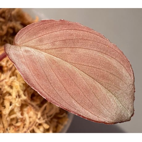 Homalomena sp. "Imperial Japanese Navy" from Resum P.Lingga [AZ0517-11] ③