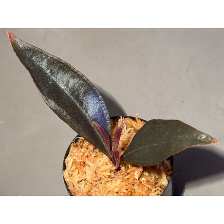 Medinilla sp. from Irian Jaya Papua