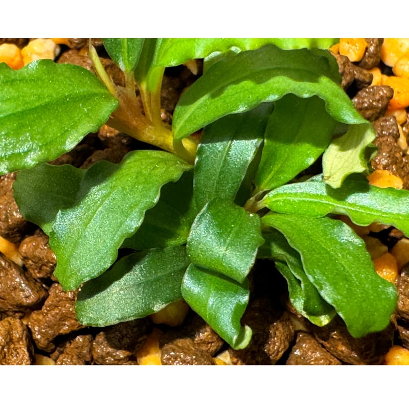 ブセファランドラType2 from sintang kayulapis ブセファランドラType2 from sintang kayulapis