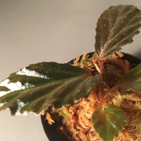 Begonia  sp. from Tawau [TK71116]