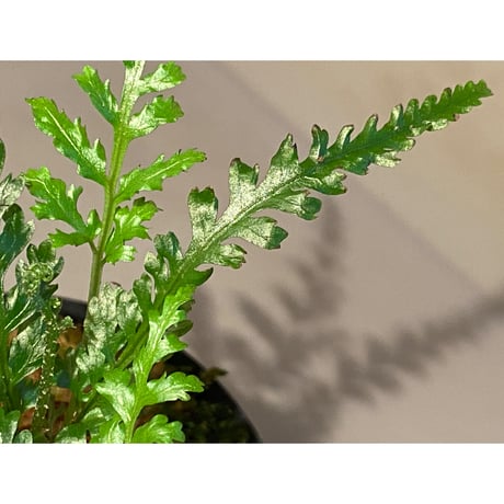 Bolbitis sp. from Kidapawan Mindanao