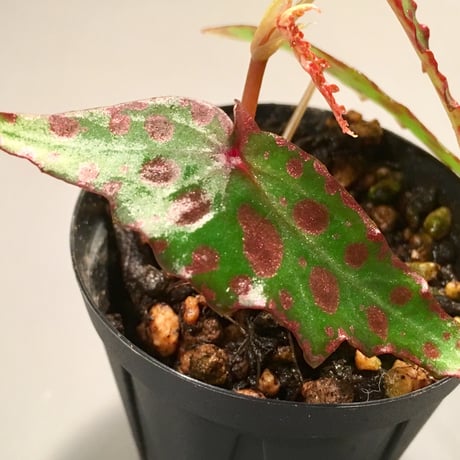 Begonia amphioxus from Borneo