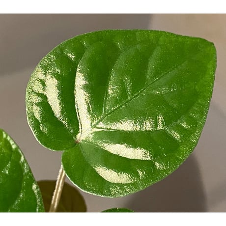 Unknown from Iquitos Peru [tanakay]