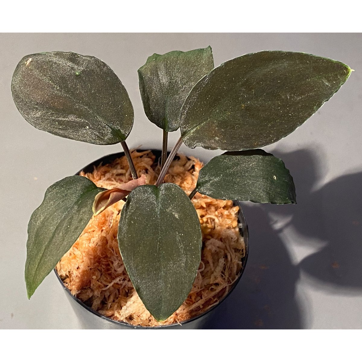 Homalomena sp. from Bau Sarawak | M・R・G・R Homalomena sp. from Bau Sarawak | M・R・G・R
