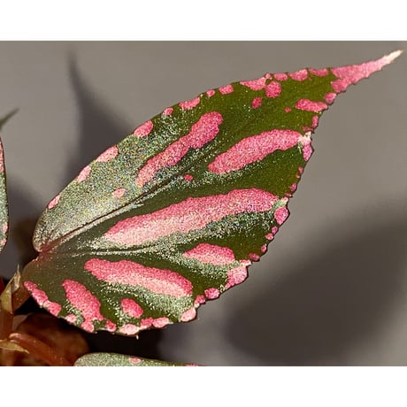 Begonia sp. ぼっち株 from Julau [R1214-01b]