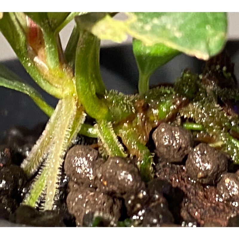 Bucephalandra sp. 