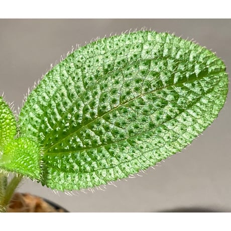 Phyllagathis sp. from Dong Nai province south Vietnam