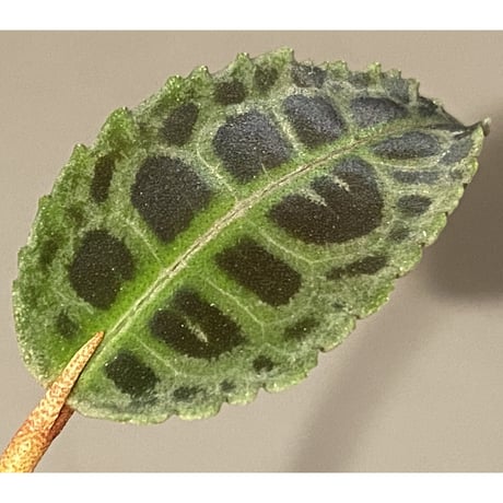 Labisia sp. from Riau sumatera [LA0815-01]
