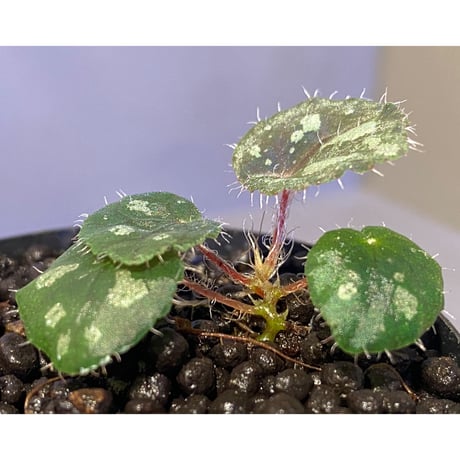 Begonia sp. from Lang Son [YH030519] TK