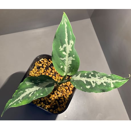 Aglaonema pictum from Tigalingga [GT1803]