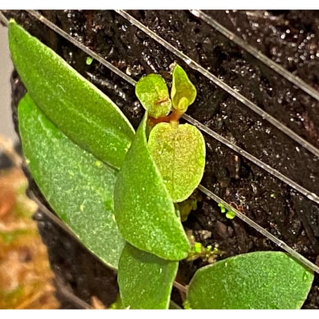Marcgravia sp. from Colombia [LA0316-03]