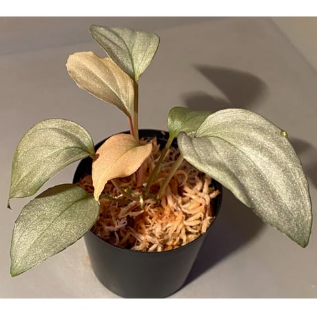 Homalomena sp. "Shirogane" SRP from Pulau Lingga[HW1017-XX]