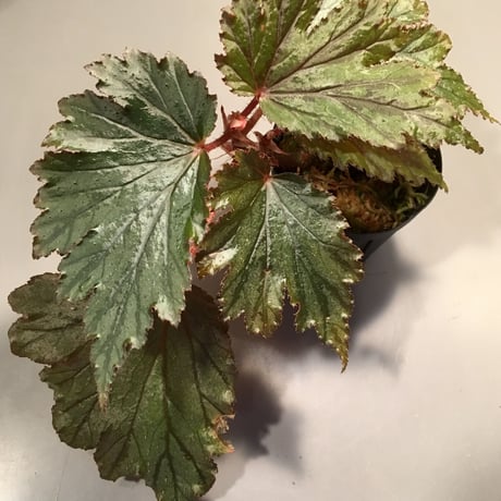 Begonia Hyb. (Halmahera x Aceh)