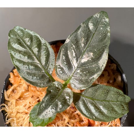 Ophiorriza sp. "鋼" from Aceh Selatan [HW0816-03]