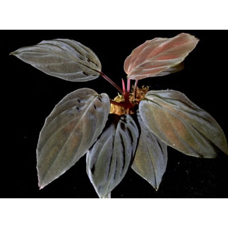 Homalomena sp. Red "Sabah-6" [R0515-03a]