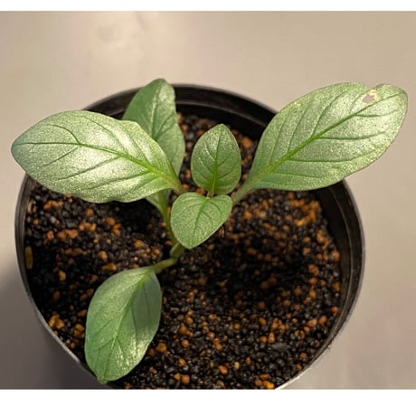 Acanthaceae gen. from Laos [LA]