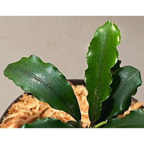Bucephalandra sp. "Bukit Kelam-2" Bukit Kelam [HW0220-02]
