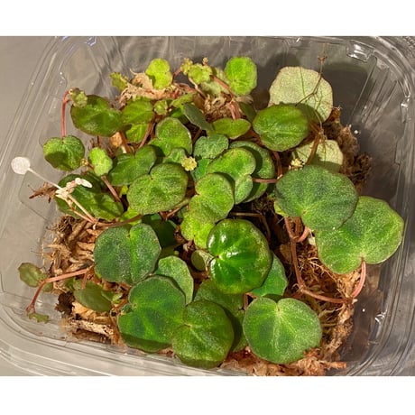 Begonia lichenora (sp.Mini) from Kalimantan Sarawak border [LA]