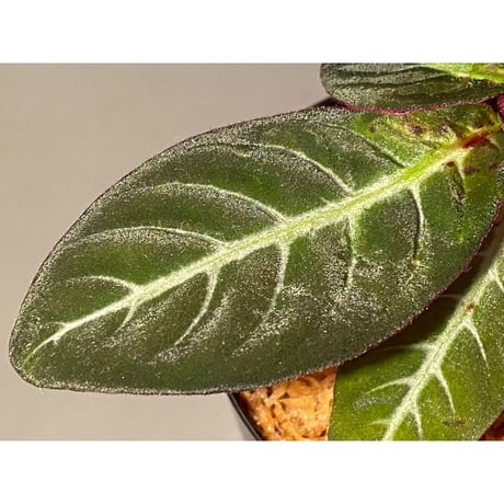 (大株) Codonoboea cf. pumilla from Riau sumatera