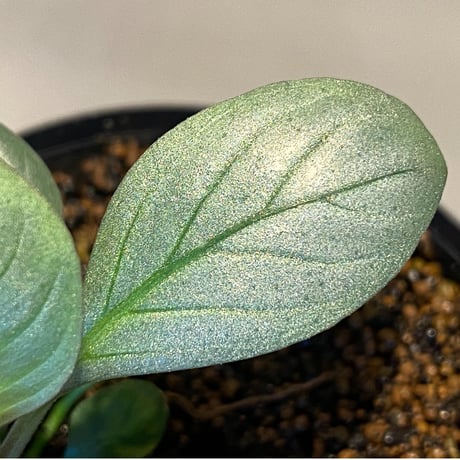Acanthaceae gen. from Laos [LA]