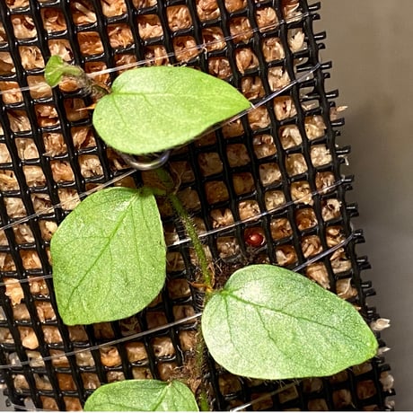 Ficus sp. from Murung raya [LA0515-05]
