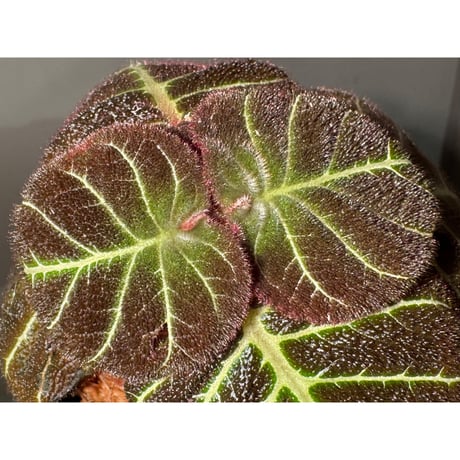 Pearcea hypocyrtiflora from Rio Napo Ecuador [tanakay] 白葉脈