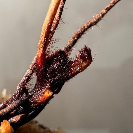 Pleurosoriopsis sp. (?) from Sulawesi
